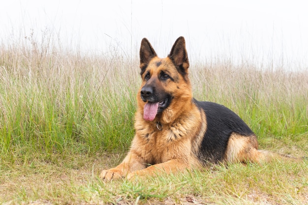 Schöner deutscher Schäferhund liegt auf dem Gras. Reinrassiges Tier. Heimtier. Glückliches Gesicht mit herausgestreckter Zunge. Der beste Freund und Wächter des Menschen.