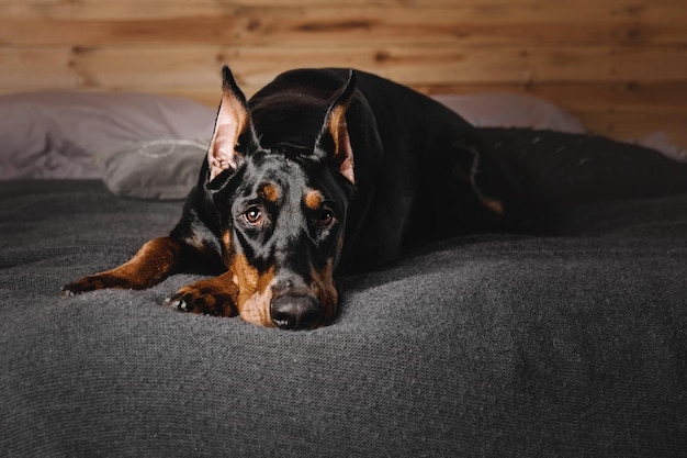 Schöner Dobermann-Hund, der auf einem Bett liegt