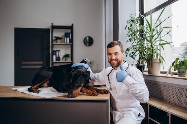 Schöner Dobermann-Welpe, der auf einem tierärztlichen Tisch liegt und eine Infusion erhält Tierarzt mit Infusionsleitung am Bein des Hundes befestigt Kurzer DOF und selektiver Fokus auf tierärztliche Hand und Infusionsnadel