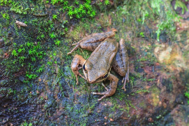 Schöner dunkler Frosch im Wald