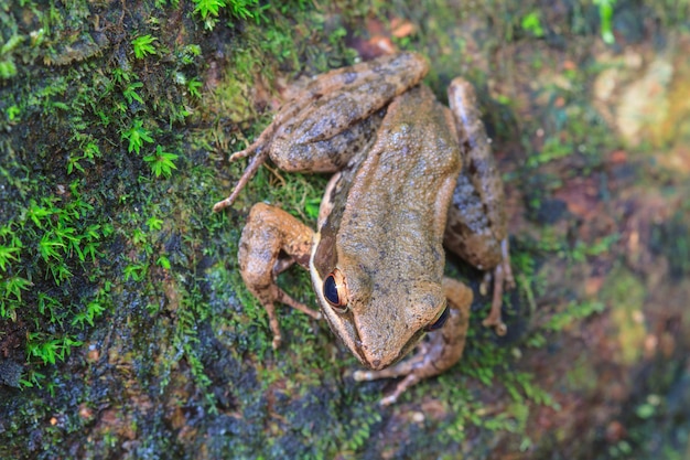 Schöner dunkler Frosch im Wald