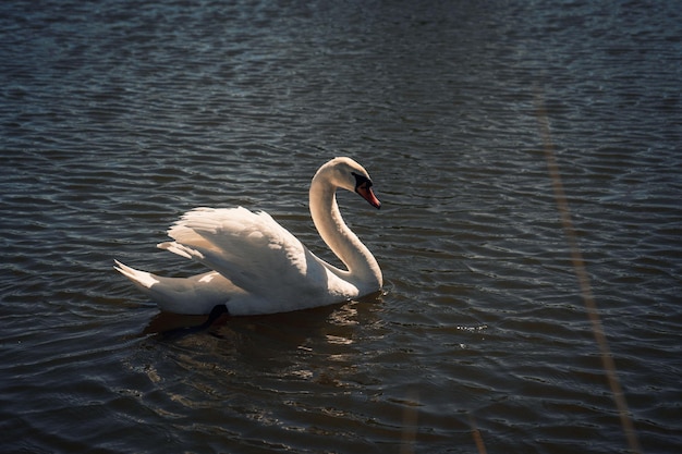 Foto schöner edler weißer wildschwan, der im see schwimmt
