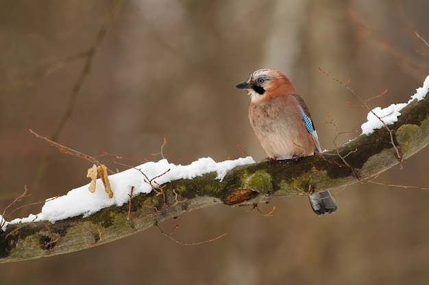 Schöner eurasischer Jay, der auf dem schneebedeckten Zweig im Wald sitzt.