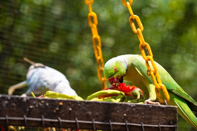 Schöner farbiger Papagei der Nahaufnahme im Park, der rote Paprika isst. Vögel beobachten