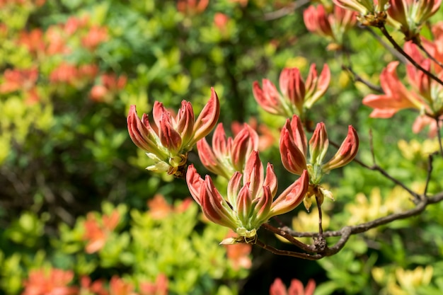 Schöner farbiger Rhododendron blüht im Frühjahr Garten. Tiefenschärfe