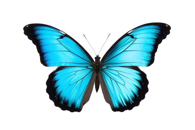 Schöner farbiger Schmetterling isoliert auf weißem Hintergrund