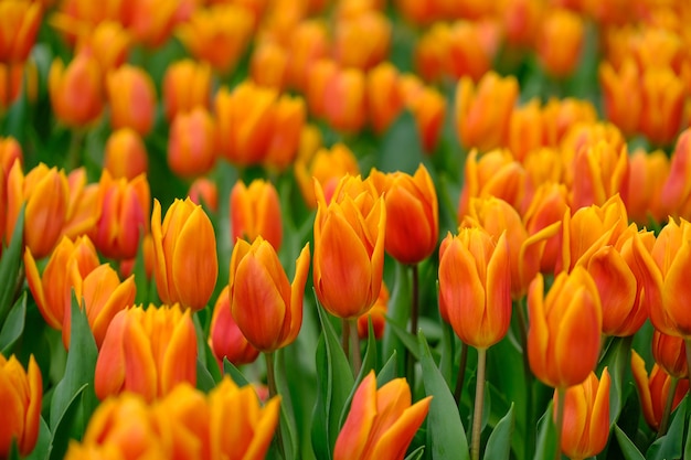 Schöner Farbstrauß der Tulpen im Frühling