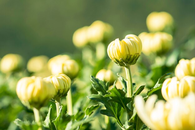 Schöner feldweißer chrysanthemumr