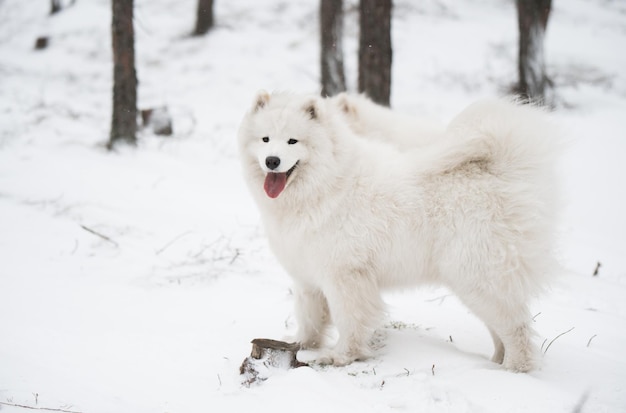 Schöner flauschiger Samojede weißer Hund ist im Winterwald