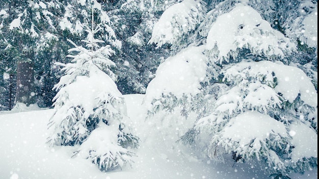 Schöner flauschiger Schnee auf Ästen Schnee fällt wunderschön von den Fichtenzweigen Wintermärchenbäume in Schneegefangenschaft Schneite Wintervideo