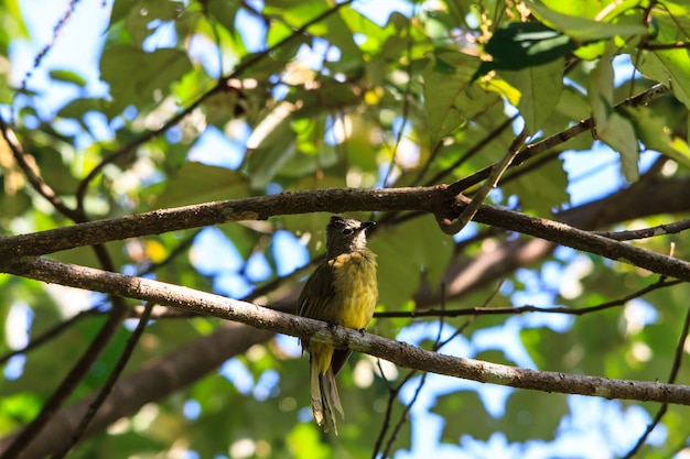 Schöner flavescent Bulbul