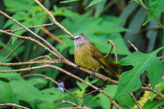 Schöner flavescent Bulbul