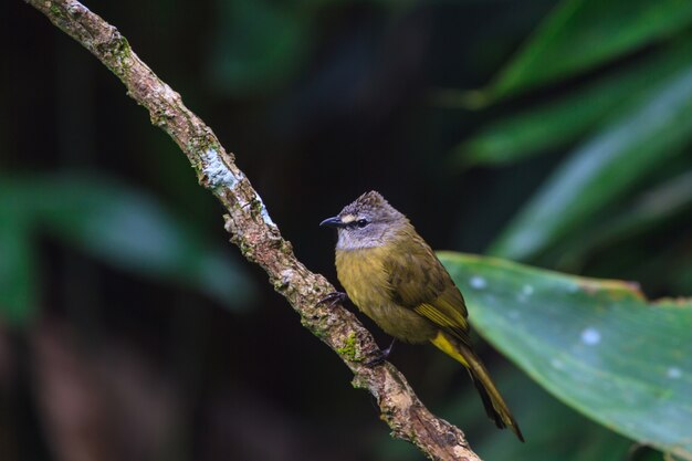 Schöner flavescent Bulbul