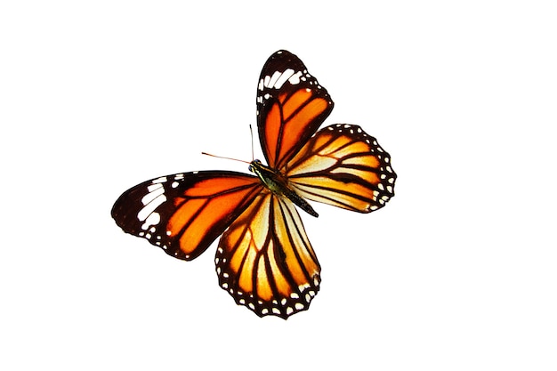 Schöner fliegender orangefarbener Schmetterling isoliert auf weißem Hintergrund