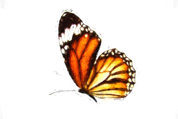 Schöner fliegender orangefarbener Schmetterling isoliert auf weißem Hintergrund