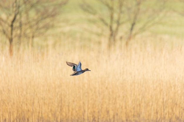 Schöner fliegender Vogel auf einem Gebiet