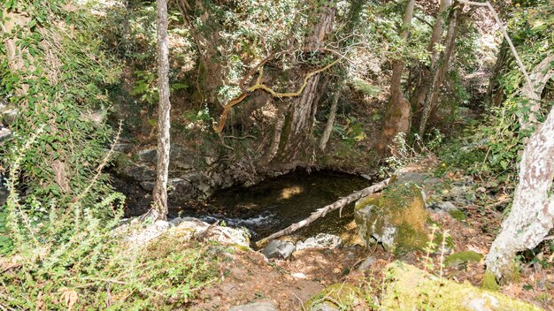 Foto schöner fluss im grünen wald von zypern, in der nähe des berges troodos, zypern.