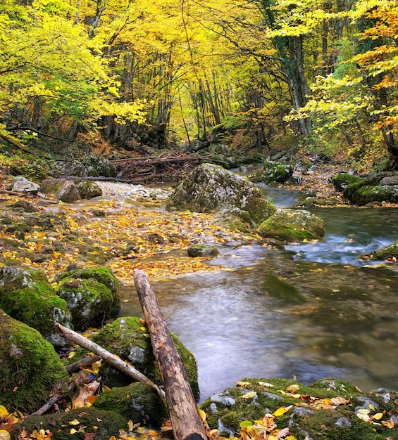 Schöner Fluss im Herbstwald