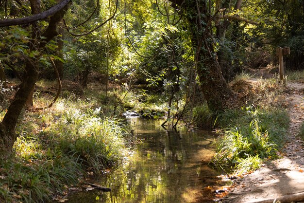 Schöner Fluss im Wald