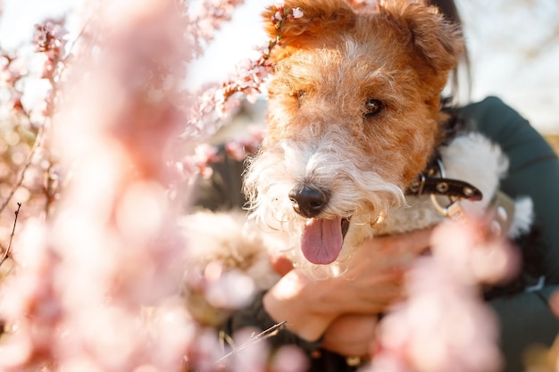 Schöner Foxterrier sitzt auf der Schulter der Gastgeberin. Eine wunderschöne Hunderasse.