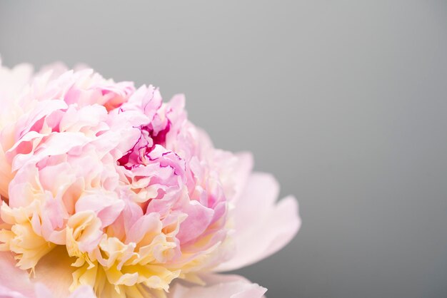 Schöner Frühling des rosa Pfingstrosenblumenhintergrundes