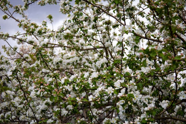 Schöner Frühling Natur Hintergrund mit Blumen Apfelbaum close up Soft-Fokus Zweig mit Weiß