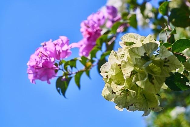 Schöner Frühling