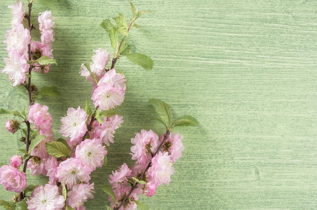 Schöner Frühlingsblumenhintergrund Mandelrosa Blume auf Zweig und Blätter auf Grün