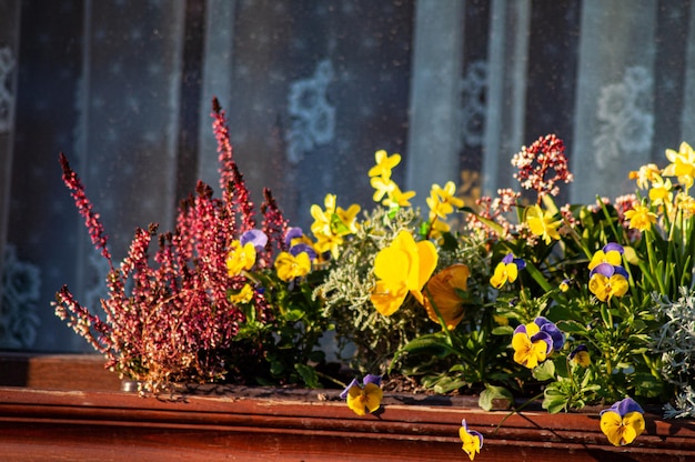 schöner frühlingsblumenhintergrund