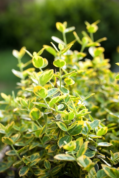 Schöner frühlingsgrüner Euonymus