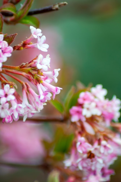 schöner frühlingshintergrund. Blühende Bäume im Frühling.