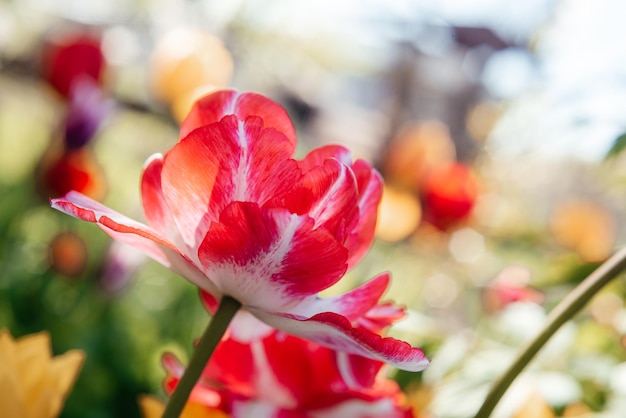 Schöner Frühlingshintergrund mit gelben und roten Tulpen gegen weiße blühende Kirschbäume