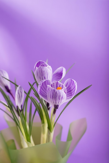 Schöner Frühlingsstrauß aus Krokussen und Mimosenblüten