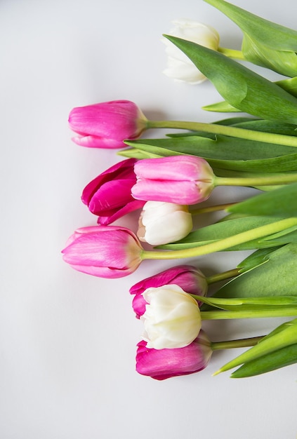 Schöner Frühlingsstrauß aus rosa und weißen Tulpen auf weißem Hintergrund Frühling 8. März Geburtstags-Grußkarte