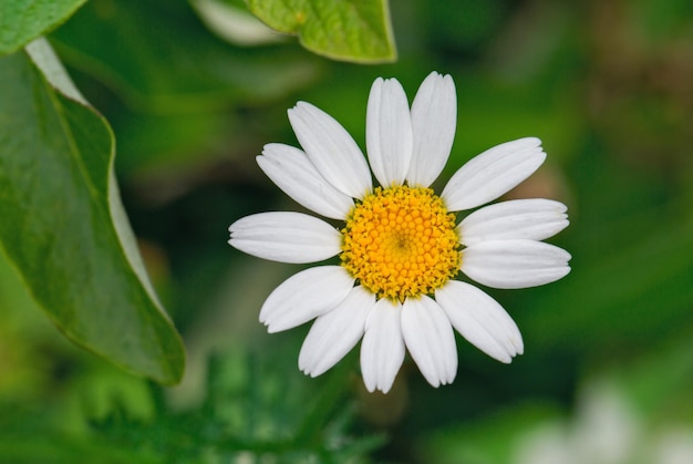 Schöner Gänseblümchen-Frühling in Israel aus nächster Nähe