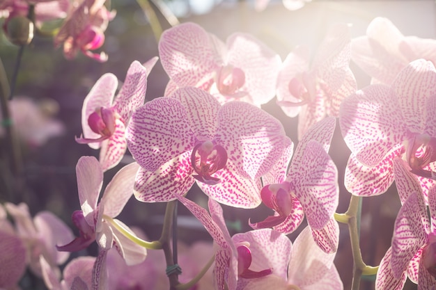 Schöner Garten der Orchidee öffentlich im Norden von Thailand