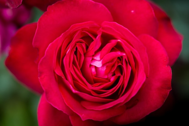 Schöner Garten der roten Rosen im Frühling