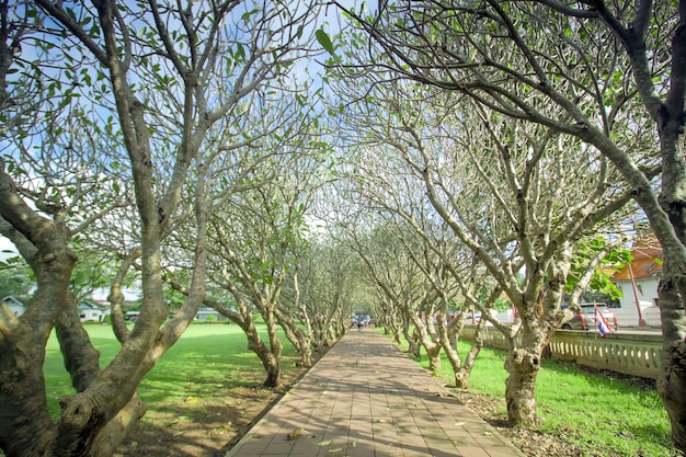 schöner Garten im Norden von Thailand