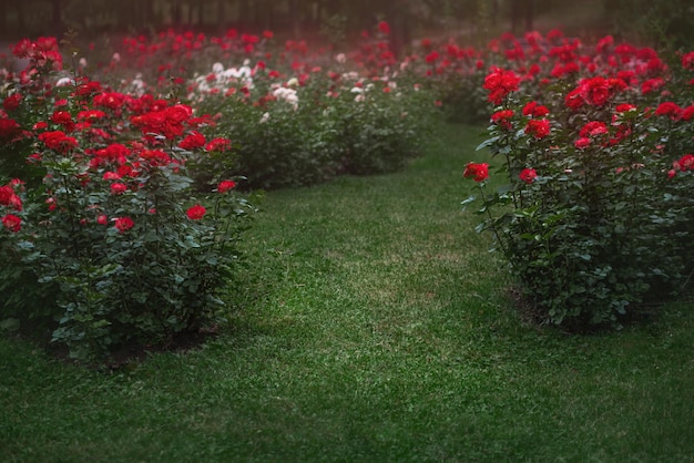 Schöner Garten mit blühenden Rosenbüschen im Sommer