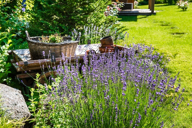 Schöner Garten mit lebendiger Vegetation