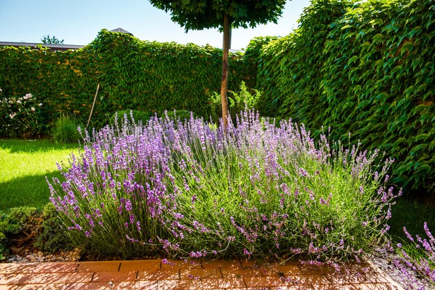 Schöner Garten mit lebendiger Vegetation