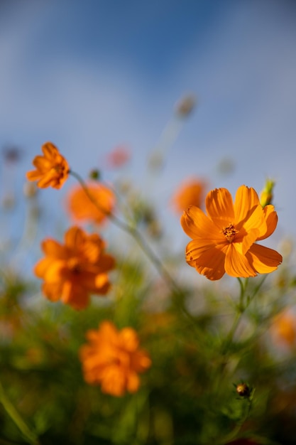 schöner Garten mit orangefarbenen Blumen Feldblume natürliche Textur blauer Himmel im Hintergrund