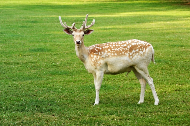 Schöner gefleckter Damhirschbock