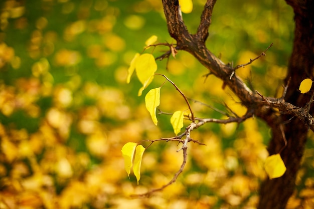 Schöner gelber Herbstlaubhintergrund, windige Bäume, Sonnenlicht im Freien, Kopienraum