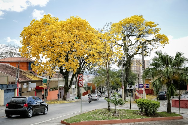 schöner gelber ipe-baum im brasilianischen winter