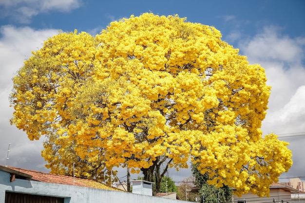 schöner gelber ipe-baum im brasilianischen winter