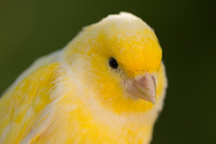 Foto schöner gelber kanarienvogel