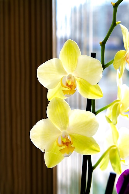 Schöner gelber Orchideenblumenraum