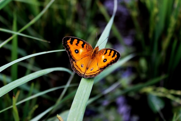 Foto schöner gelber schmetterling, der auf dem gras thront