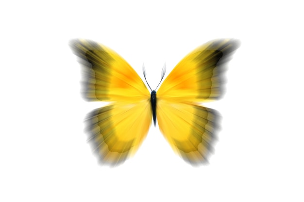 Schöner gelber Schmetterling mit unscharfen Flügeln. isoliert auf weißem Hintergrund